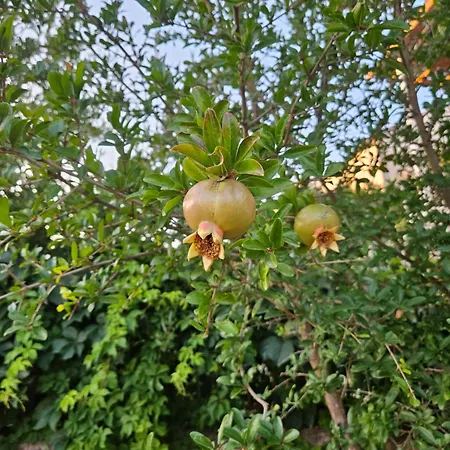 Gruz Hideaway Apartman Dubrovnik