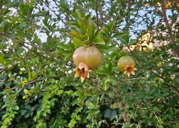 Gruz Hideaway Lejlighed Dubrovnik